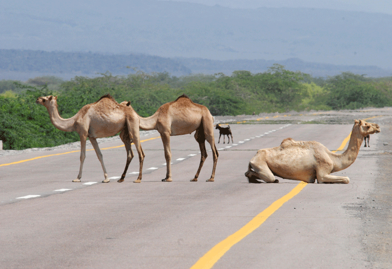 Camel owners should be prosecuted for road deaths