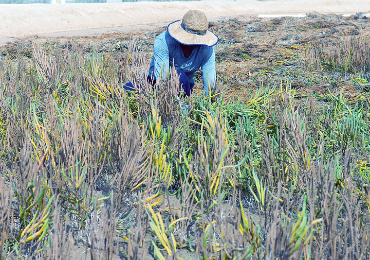 Masdar biofuel project conducts first harvest of desert-grown feedstock