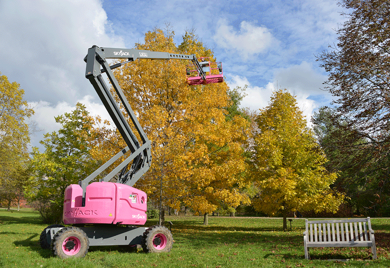 Pink Skyjack helps save endangered cucumber tree