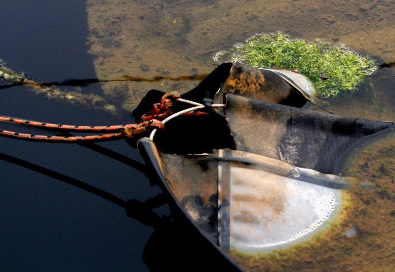 Lootah Biofuels plans algae project in Dubai